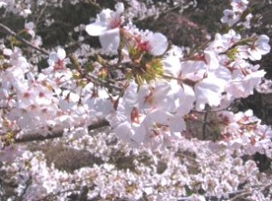 写真 (13)