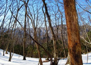 写真 (68)w